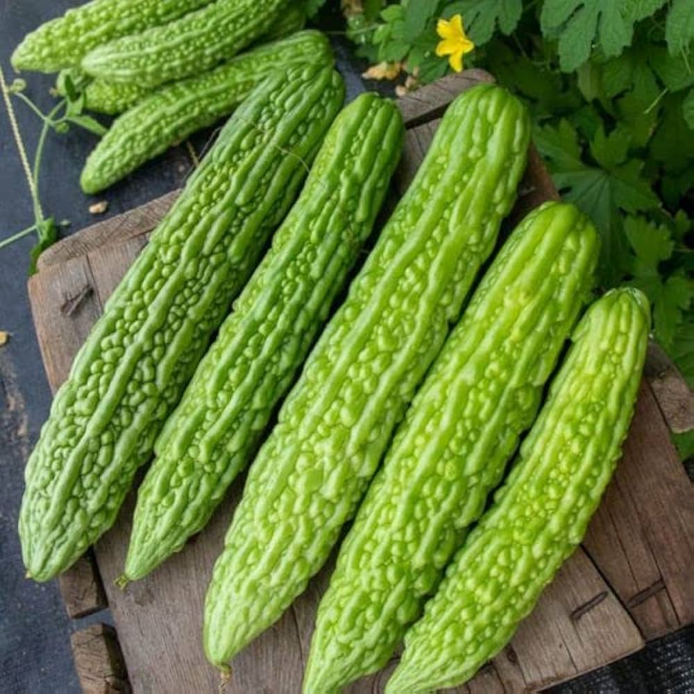 HYBRID BITTER GOURD VED 15