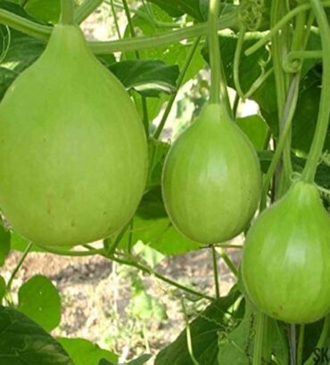 HYBRID BOTTLE GOURD VED 19