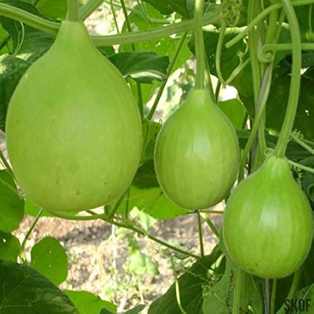 HYBRID BOTTLE GOURD VED 19